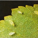 Aphids