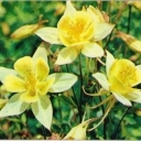 Columbine.