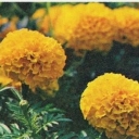 Marigolds.