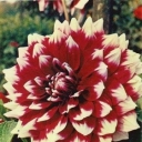Dahlia.