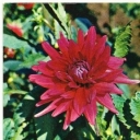 Red dahlia.