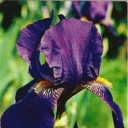 Irises.