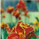 Cannes' Louisa Dittmann. 