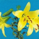 Lily 