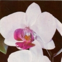 Orchid 