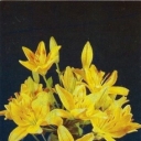 Lily 'Connecticut King'.