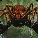 Canopy Spider