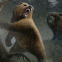 Grizzly Bears