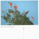 Corocoros Endocimus ruber