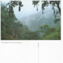 Selva nublada de la costa