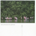 Flamenco Phoenicopterus Ruber