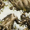 Might of Oaks
