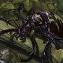 Pincher Beetles