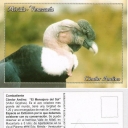 Condor Andino 