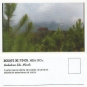 Bosque de Pinos. Mesa Seca - Bailadores