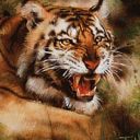 Stalking Tiger