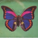 Prepona preneste (butterfly)