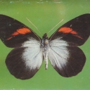 Pereute leucodrosime (butterfly)