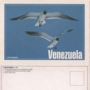 Guanaguanares en vuelo