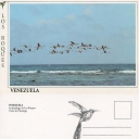 Archipiélago Los Roques - Vuelo de Flamingos