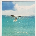 Libertad - Sea Gull