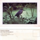 CHUSMITA (Butorides striatus)