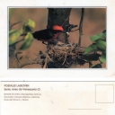 SANGRE DE TORO (Pyrocephalus rubinus)