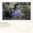 GARZA PECHICASTAÑA (Agamia agami)