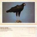 Aguila Negra (Buteogallus urubitinga)