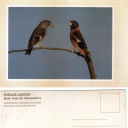 Cardenalito (Carduelis cucullata)