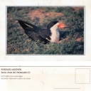 PICO TUERA (rynchops niger)
