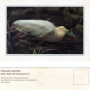 GARCEOLO REAL(Pitherodius pileatus)
