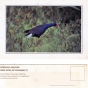GALLITO AZUL (Porphyrula martinica)