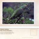 Loro Real (Amazona ochrocephala)