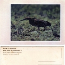 Pajaro Vaco (Tigrisoma lineatum)