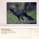 Pauji Copete De Plumas (Crax daubentoni)