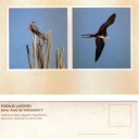 Tuereta De Mar (Fregata magnificens)