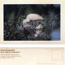 Garcita Reznera (Bubulcus ibis)