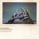 Alcatraz (Pelecanus occidentalis)