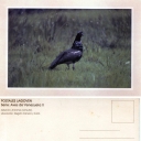 Aruco (Anhima cornuta)