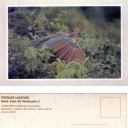 Chenchena (Opisthocomus hoazin)