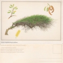 CUJI-YAQUE (Prosopis juliflora)