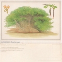 MANGLE ROJO (Rhizophora mangle)