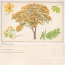 VERA (Bulnesia arborea)