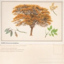 ROBLE (Platymiscium diadelphum)
