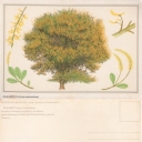 SALADO (Vochysia venezuelana)