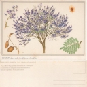 GUARUPA(Jacaranda obtuxifolia var. rhombifolia)