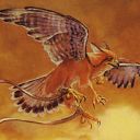 Suntail Hawk