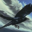 Storm Crow