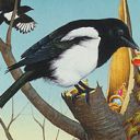 Thieving Magpie